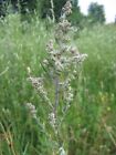 1000 Artemisia Vulgaris Seeds - Mugwort   Common Wormwood - Medicinal Herb