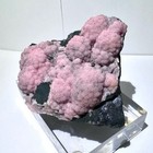 Rare 2 9    Pink Rhodochrosite Flowers Mineral Potosi Mine  Chihuahua  Mexico