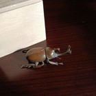 Rhinoceros Beetle Small Bronze Statue 2 7 Inch Japanese Metalwork Figurine