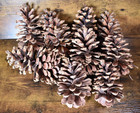 Lot Of 9 Natural Pinecones 6-9  Length Crafting Decor