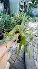 Platycerium Staghorn Fern On Wine Cooler Clay Pot