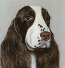 Lovely Springer Spaniel Print Large Hartmann Springer Spaniel Illustration 5953m