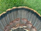 1 Eastern Mature Gobbler Turkey Fan-  Fly Tying  Crafts  Decoy  Pow Wow Fan - Lg