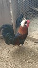 6 Fancy   Rare Cross Chicken Hatching Eggs
