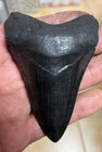 Perfect Black Megalodon Tooth Replica 3 5 8  A  Serrations