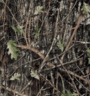 True Timber  Conceal Green Camo Film Hydrographic Water Transfer Hydro Dip Demon