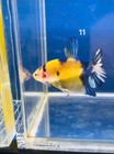 Betta Yellow Multi Fancy Live Fish High Quality 11