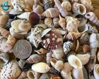 130  Small Sea Shells  5  To 1 25  Tall - 1 Cup - Large Variety - Crafting