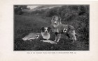 Dog Border Collie Red Cross War Dogs 1905 Russo-japanese War  Rare Antique Print