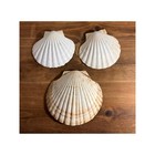 Lot Of 3 Natural Large Scallop Shells  Seashells For Coastal Decor  Beach Crafts