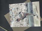 Gaylord Perry San Francisco Giants Signed  Autographed  8x10 Photo W coa