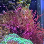  Macroalgae Variety 5 Pack     5 Different Species     Refugium Or Display Tank 