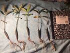    7 Oriental Mangroves Aquarium Fish Plants   bruguiera Sexangula   free Ship 