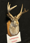 Sale 8 Pt  Jackalope Real Antlers   Rabbit Home Decor Gifts Taxidermy  Oddity