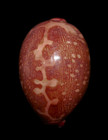 Cypraea  leporicypraea  Mappa Alga 76 4mm     Northern Mozambique     Striking