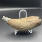 Leviathan Ancient Whale Tooth Fossil Megalodon Era Authentic Fossil Museum Grade