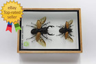 Real Beetle Display Taxidermy Odontolabis Elegans Insect Bug Entomology Box Wood
