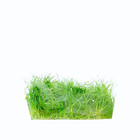Dwarf Hairgrass Grown In Vitro Tissue Culture Easy Aquarium Live Plants Tank