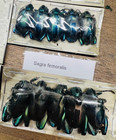 29 Frog Leg Beetles Sagra Femorales Sagra Laticollis Sagra Longicollis Real