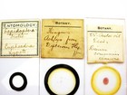 6 Antique Microscope Slides   All By H j  Gray 
