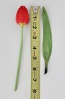 Antique 1920s Bimini Art Deco Germany Satin Glass Red Tulip And Glass Leaf
