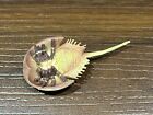 Kaiyodo Toba Aquarium Japan Exclusive Horseshoe Crab Mini Figure Nice 