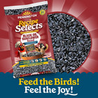 Pennington Recipe Selects Black Oil Sunflower Seed Wild Bird Food 40 Lb Bag