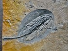 Old Collection Large Gabriellus Lanceatus Trilobite L  Cam      B  C  Canada  