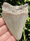 Natural Megalodon Tooth 3 18    Fossil Shark Teeth