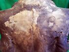 Bison Skull Fossil - Bison Antiquus From 10 000 Years Ago - An Ice Age Treasure 