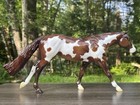 Rare Glossy Kodi Pinto Paint Breyer Roxy Quarter Horse