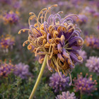 20 Purple Passion Bee Beautiful Rare Seeds For Garden Or Yard Colorful Flowers