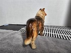 Vintage Rough Collie Porcelain Dog Glossy Finish Chipped Ear   Paw Lot 1202