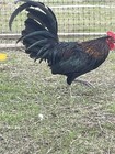 6 Pure Warhorse Gamefowl Fertilized Hatching Eggs  