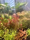 Aquarium Low Tech Starter 12 Variety Clipping Pack  5  Different Plants 