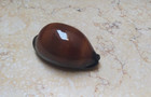 F Cypraea Exusta Dark Very Rare Red Sea Shell Super Natural Glossy 66 1 Mm F    