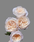 Bessie Shrub Rose  Own Root - 1 Gallon Plant