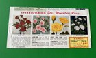 Vintage 1961 Conard-pyle Gardening Fold-out Brochure Mums Flowers West Grove Pa