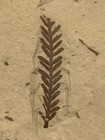 Metasequoia Occidentalis Branch And Metasequoia Dakotensis Cone