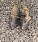 Antique Victorian Children s Shoes Circa Early 1800   s  Leather Shoes Baby