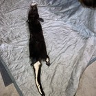 American River Otter Pelt Professionally Tanned With Feet And Claws  Prime Hide
