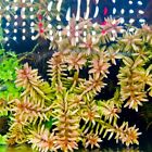 10stems Rotala Rotundifolia     indica      Live Freshwater Aquatic Aquarium Plants