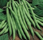 Blue Lake Fm1k Pole Bean Seeds  Climbing  Non-gmo  Heirloom  Free Shipping
