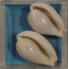 Cypraea Subviridus 2 Specimens 31 33mm Taiwan