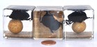 40mm Real Dung Beetle W  Ball In Clear Lucite Resin Scenery Insect Cube Diorama