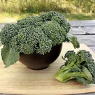 2000 Seeds Waltham 29 Broccoli Seeds - Non-gmo
