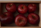 12 Artificial Apples Pottery Barn Realistic Plastic Decorative Fruit Green Red