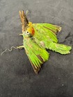 Paradise Tanager Bird Mount