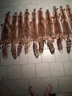 Professionally Tanned Red Fox Pelts Furs Hides Skins Coyote Fur