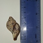 Voluta Shell Patterned With Brown Stripes  Approx  4 5cm Collectible